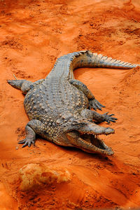 View of a turtle in the sand