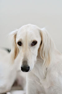 Purebred white saluki sighthound or gazehound can trace its roots back to ancient egypt. 