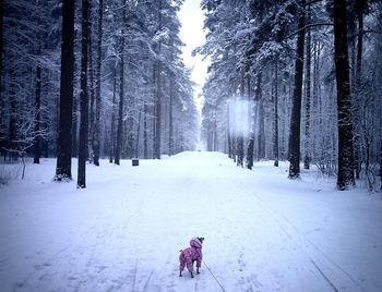 Rear view of dog in snow covered forest