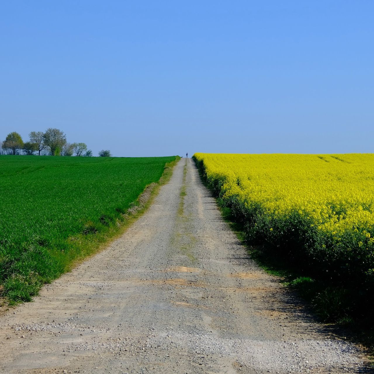 ROAD PASSING THROUGH FIELD