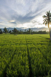 Scenic view of agricultural field against sky