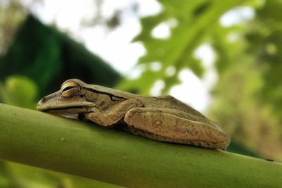 Tree frog, rhacophoridae, from flores island indonesia june 2019