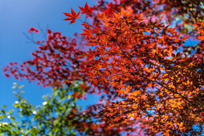 Low angle view of maple tree against sky