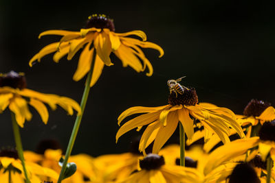 Close-up of bee on yellow flowers