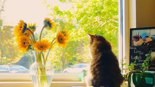 Close-up of cat in vase on table