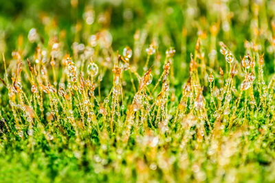 Full frame shot of plants on field