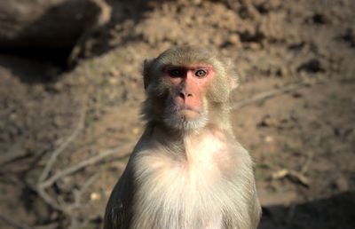 Portrait of monkey looking away