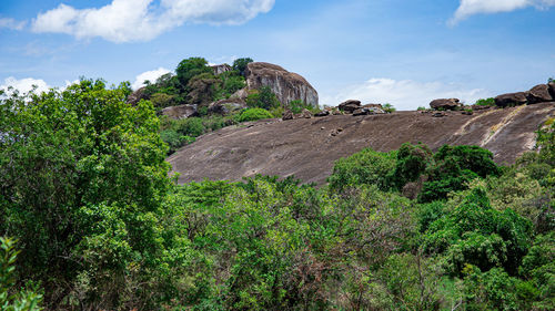 Plants growing on rocks against sky