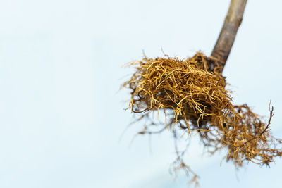 Close-up of dried plant on tree against white background