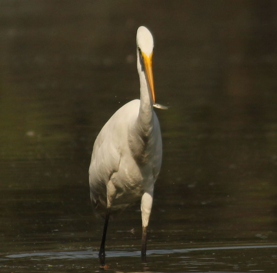 animal themes, bird, one animal, animals in the wild, wildlife, beak, white color, full length, nature, focus on foreground, close-up, side view, outdoors, water, no people, lake, swan, zoology, beauty in nature, day