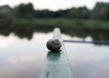 Close-up of snail on lake