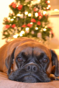 Close-up portrait of a dog