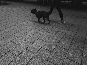 Low section of dog standing on footpath