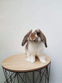 Bunny sitting on side tabel against white background