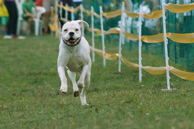 Portrait of dog on grass