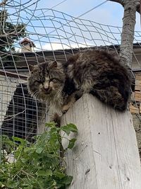 Cat lying on a fence