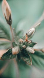 Close-up of insect on flower