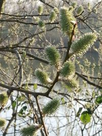 Low angle view of flowering plant