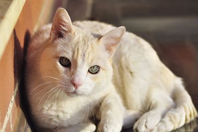 Close-up portrait of a cat