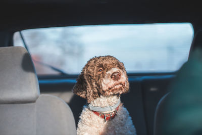 Dog looking away in car