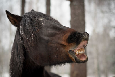 Close-up of horse