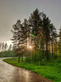 Trees by road in forest against sky