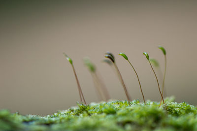 Close-up of fresh green plant