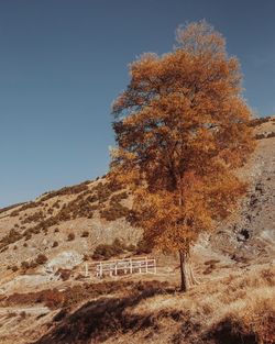 Trees on landscape against clear sky