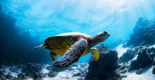 High angle view of turtle swimming in sea