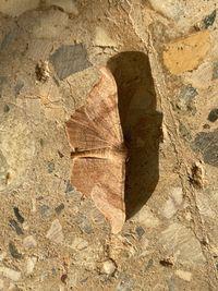 Close-up of dry leaf on rock