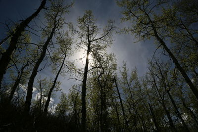 Low angle view of silhouette trees against sky