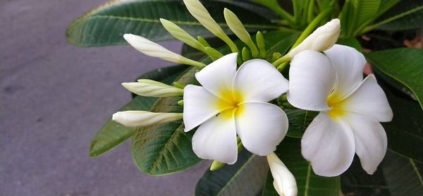 Close-up of white flowering plants