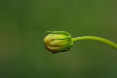 Close-up of green bud growing outdoors