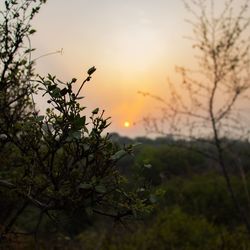 Close-up of silhouette tree against sky during sunset