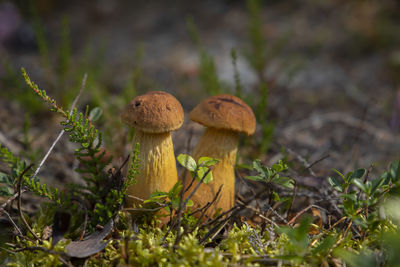 Close up of american boletus mushroom growing on field