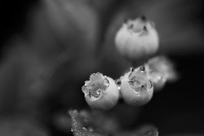 Close-up of flowers