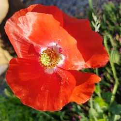 Close-up of red hibiscus blooming outdoors