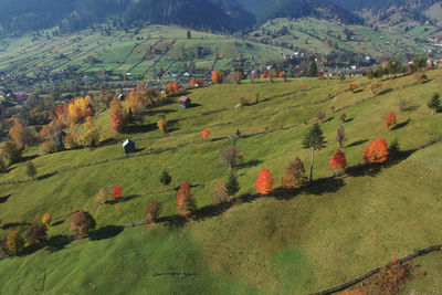 Scenic view of agricultural field