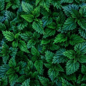 Close-up of leaves