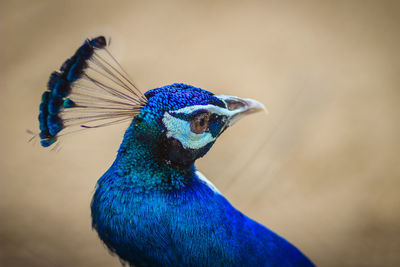 Close-up of peacock