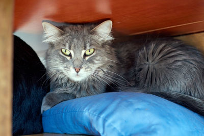 Close-up portrait of cat relaxing at home