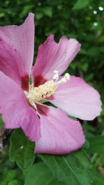 Close-up of pink rose flower