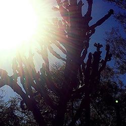 sun