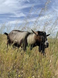 Wild goat in a field outdoor nature