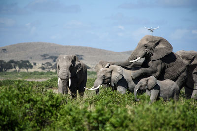 Elephants amidst plants against sky