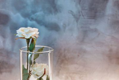 Close-up of white rose flower in glass vase