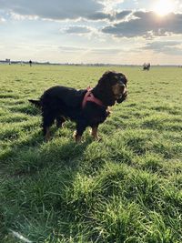 Dogs running on grassy field