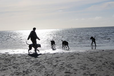 Silhouette people playing on beach against sky during sunset