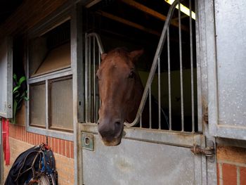 Horse in stable