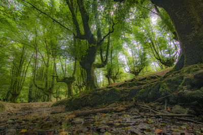 Trees in forest